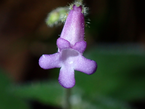 Hovanella vestita