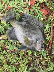 Lepomis macrochirus purpurascens