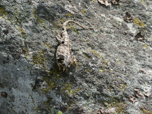 iNaturalist observation photo of Western Fence Lizard