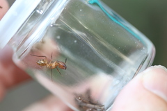 Camponotus zonatus