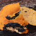 Aurantiporus croceus - Photo (c) noah_siegel, algunos derechos reservados (CC BY-NC-SA), subido por noah_siegel