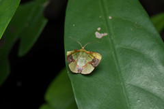 Fascellina plagiata