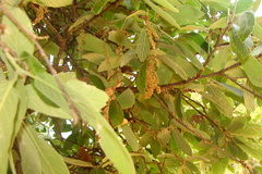 Quercus castanea