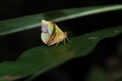 Fascellina plagiata