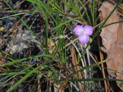 Callisia graminea