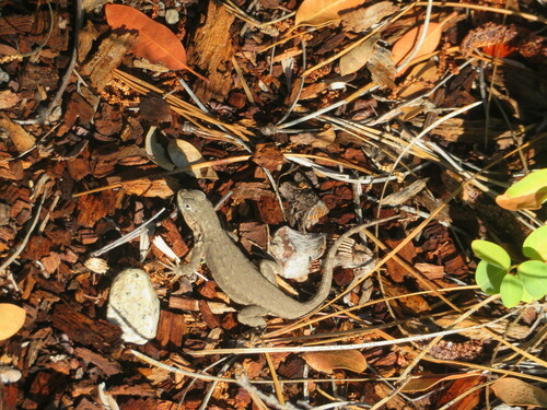 iNaturalist observation photo of Common Sagebrush Lizard