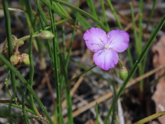 Callisia graminea