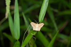 Timandra convectaria