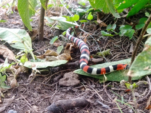 Ringed Hognose Snake, Xenodon semicinctus