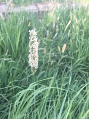 Phleum pratense