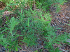 Euphorbia curtisii
