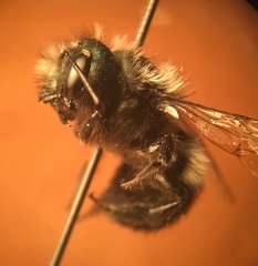Osmia lignaria propinqua