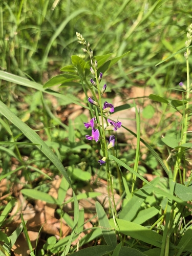 Image of Glycine tabacina by (c) jimmy, some rights reserved (CC BY)