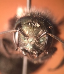 Osmia lignaria propinqua