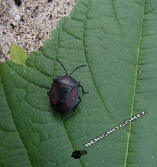 Brachystethus rubromaculatus