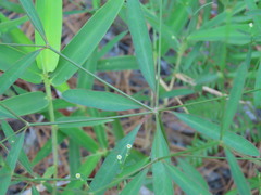 Euphorbia curtisii
