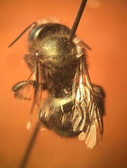 Osmia lignaria propinqua