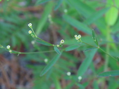 Euphorbia curtisii