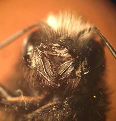 Osmia lignaria propinqua