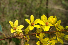 Galphimia glauca
