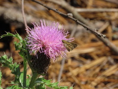 Amblyscirtes reversa