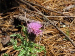 Amblyscirtes reversa