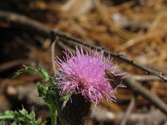 Amblyscirtes reversa