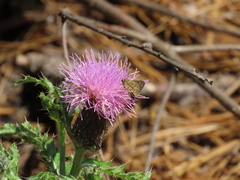 Amblyscirtes reversa