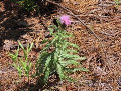 Cirsium repandum