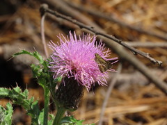 Amblyscirtes reversa