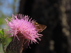 Amblyscirtes reversa