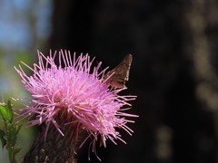 Amblyscirtes reversa