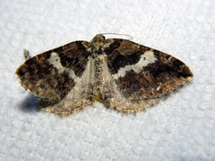 Anticlea vasiliata