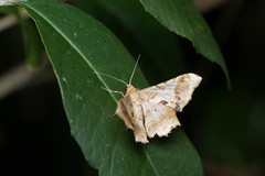 Krananda oliveomarginata