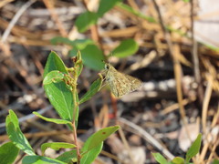 Amblyscirtes reversa