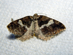 Anticlea vasiliata