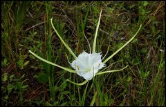 Hymenocallis palmeri