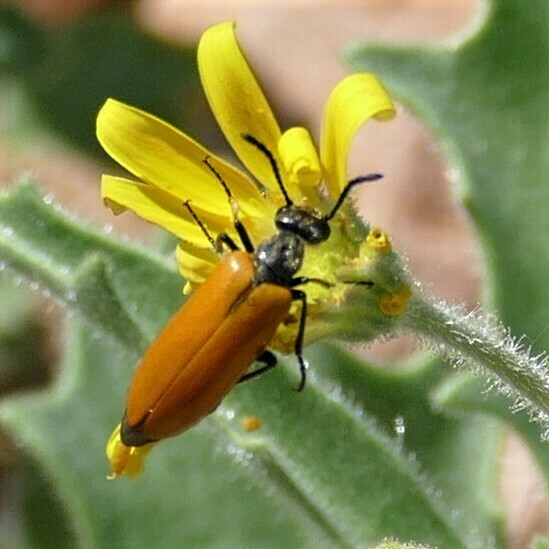 Prolytta namibensis