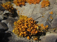 Teloschistes velifer