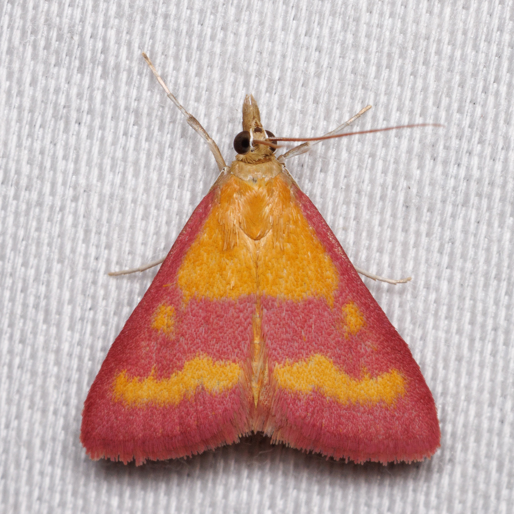Coffee-loving and Southern Purple Mint Moths