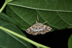 Paracymoriza vagalis