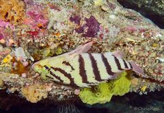 Hypoplectrodes annulatus