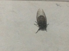 Cicadidae