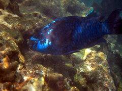 Scarus coelestinus