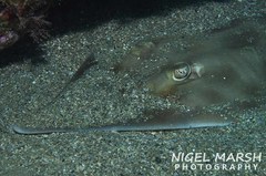 Aptychotrema rostrata