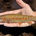 Mccloud River Redband Trout - Photo (c) prickly_sculpin, some rights reserved (CC BY-NC), uploaded by prickly_sculpin