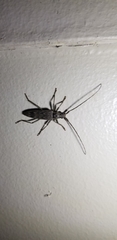 Elytrimitatrix undata