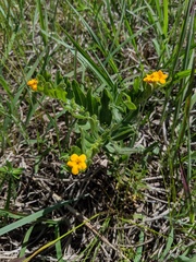 Lithospermum canescens