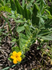 Lithospermum canescens
