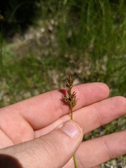 Carex siccata